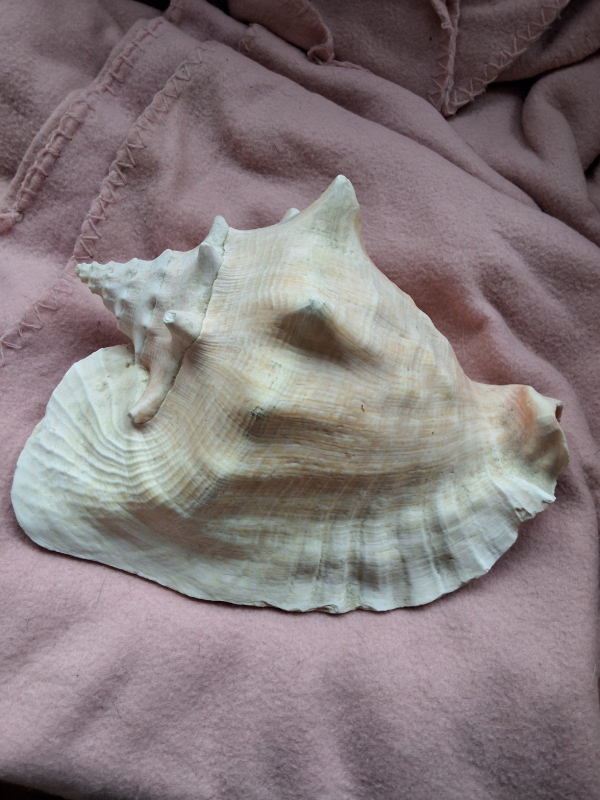 Grote schelp roze vleugelhoorn of Queen schelp 24cm, Ophalen of Verzenden