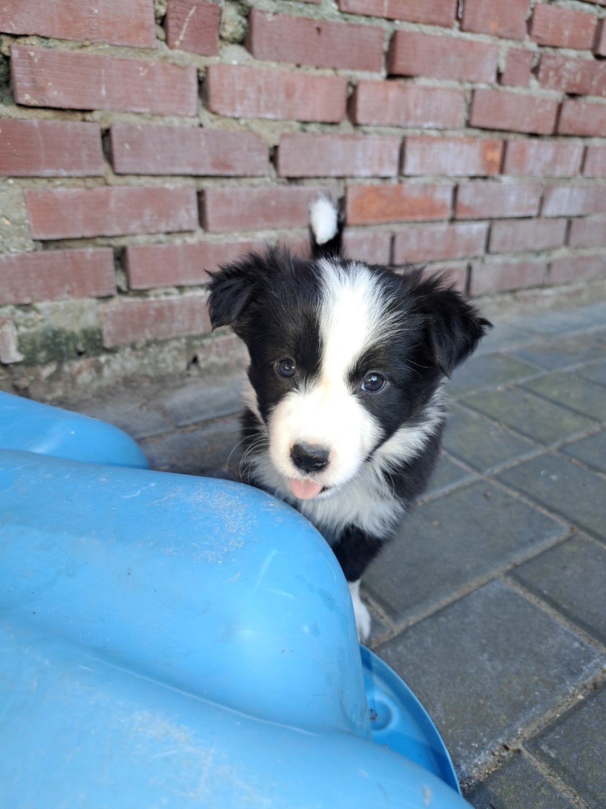 Border collie pups, Dieren en Toebehoren, Honden | Herdershonden en Veedrijvers, 8 tot 15 weken, Collie, Meerdere, Meerdere dieren