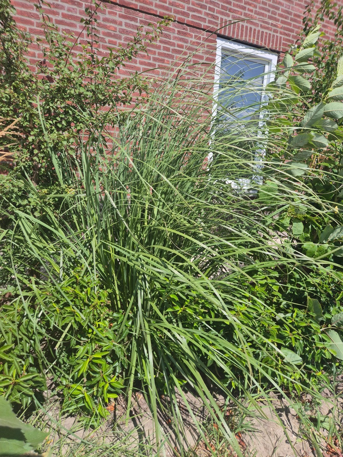 Pampasgras, Ophalen, Volle zon, Vaste plant, Siergrassen