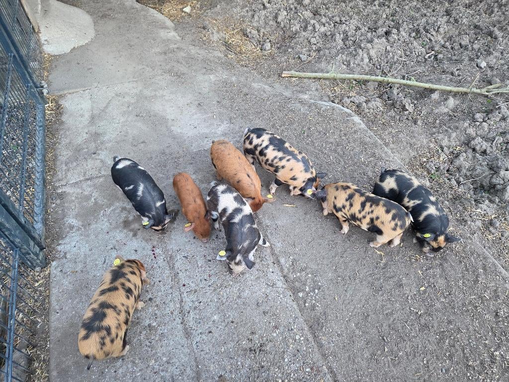 Stamboek Kun Kune biggen, Meerdere dieren, Varken, 0 tot 2 jaar