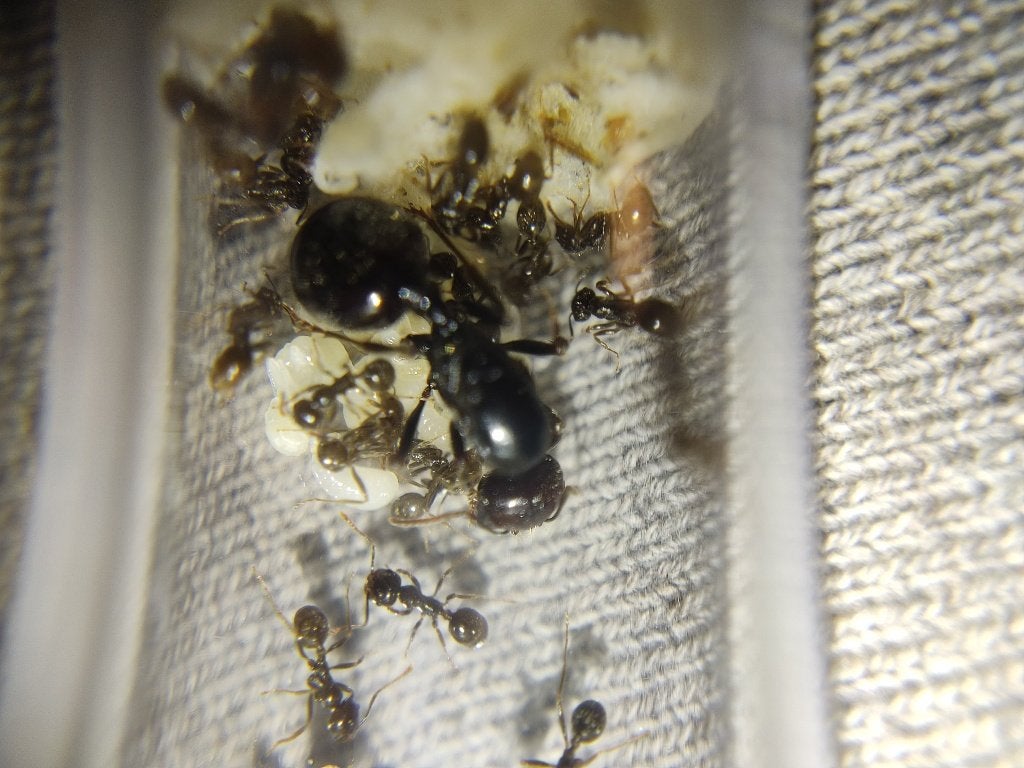 Messor Barbarus Koningingen (Mieren kolonie), Mieren