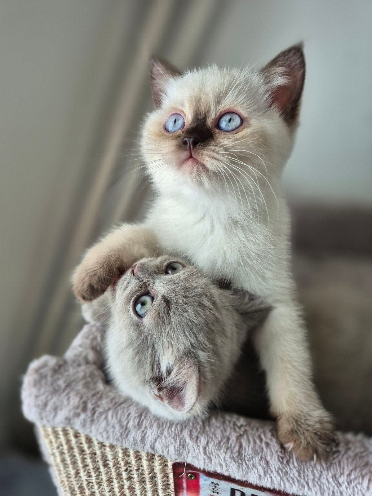 Britse korthaar poesje blue point, Dieren en Toebehoren, Poes, 0 tot 2 jaar