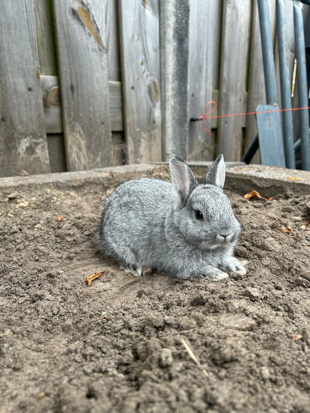 Kleurdwerg chinchilla, Vrouwelijk, Dwerg, 0 tot 2 jaar