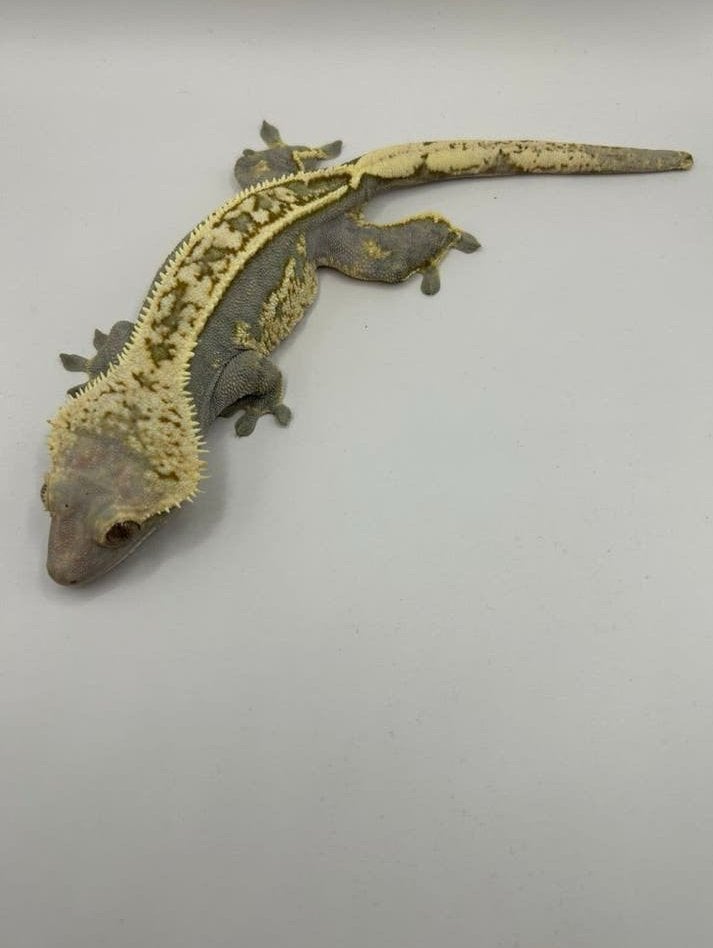 0.1 wimpergekko Lavender het emptyback, Dieren en Toebehoren, Hagedis, Tam, 3 tot 6 jaar