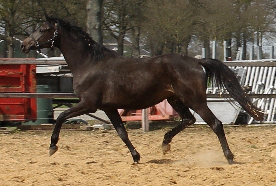 Te koop: 6-jarige merrie met beste springgenen, Merrie, Springpaard, Met stamboom, 3 tot 6 jaar