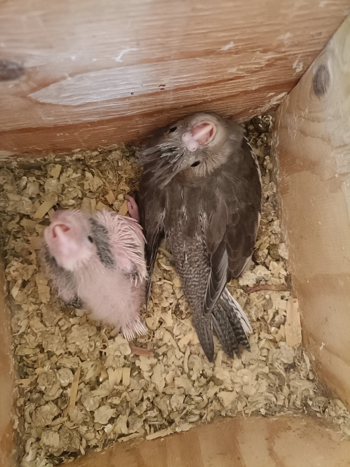 Jongen valkparkieten binnen kort uit het blok bieden, Meerdere dieren, Parkiet