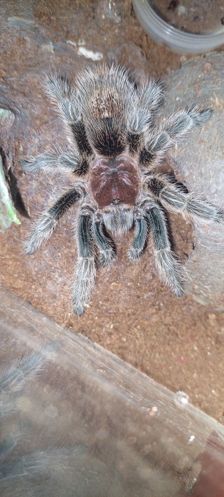 grammostola rosea volwassen vrouw, Spin of Schorpioen