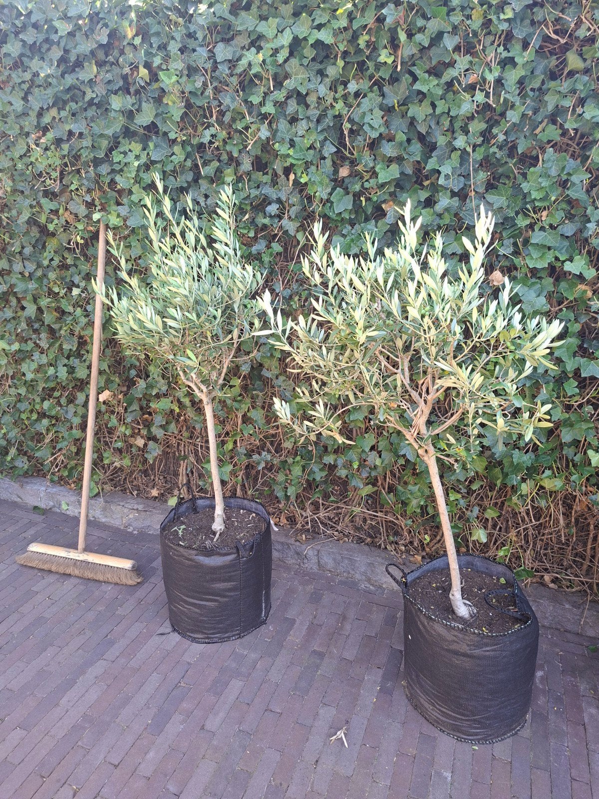 Twee prachtige olijfboompjes in pot, Volle zon, Vaste plant, Bloeit niet, Ophalen