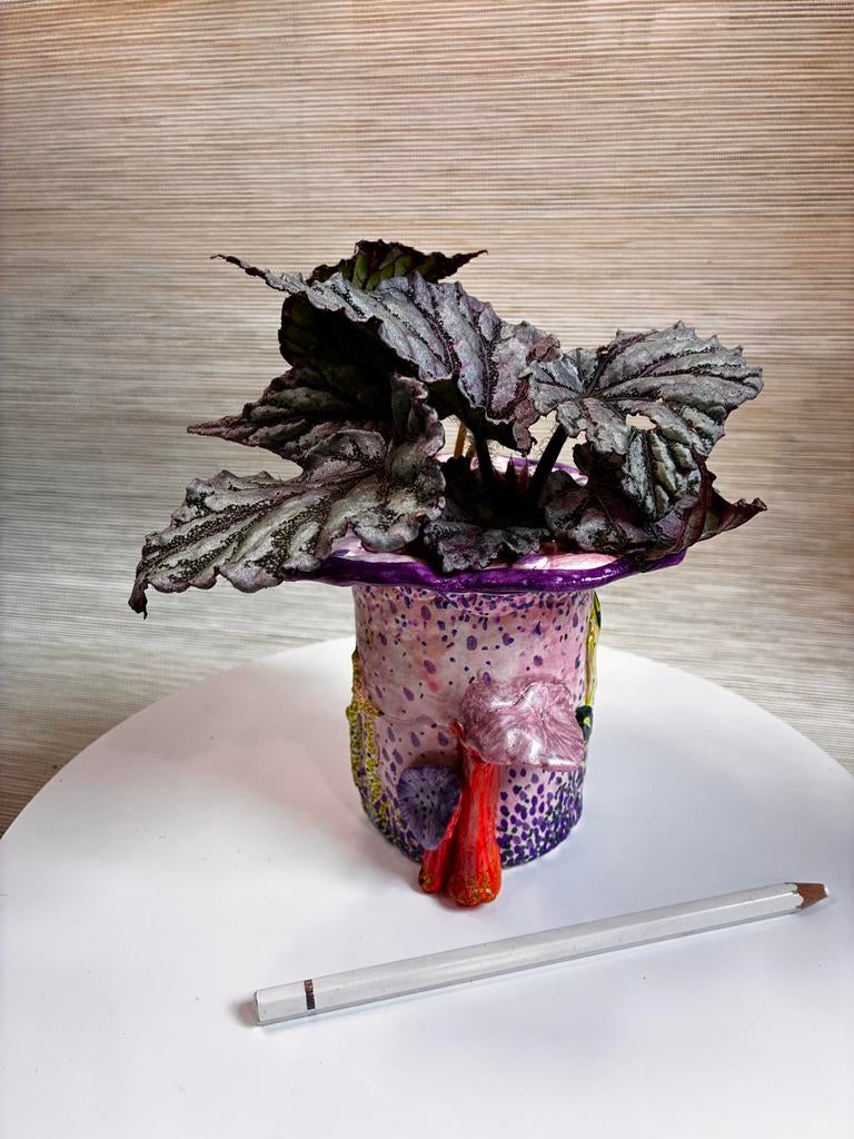 Begonia Spirit of Bali bladstekken, Overige soorten, Minder dan 100 cm, Bloeiende kamerplant, Halfschaduw