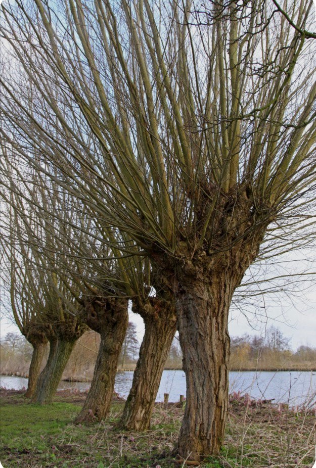 Gevraagd: wilgentakken (salix) voor paarden, Ophalen, Volle zon, Overige soorten, Minder dan 100 cm