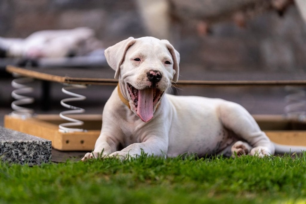 Dogo Argentino Pups VDH/FCI, Dieren en Toebehoren, Fokker | Hobbymatig, Overige rassen, 8 tot 15 weken, Buitenland