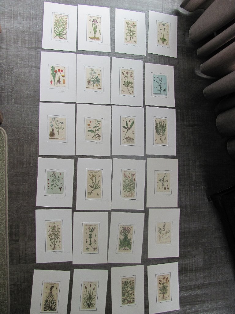 24 gravures van bloemen - 16e en 17e eeuw, Handgekleurd, 15 cm, Houtsnede, Flora en Fauna