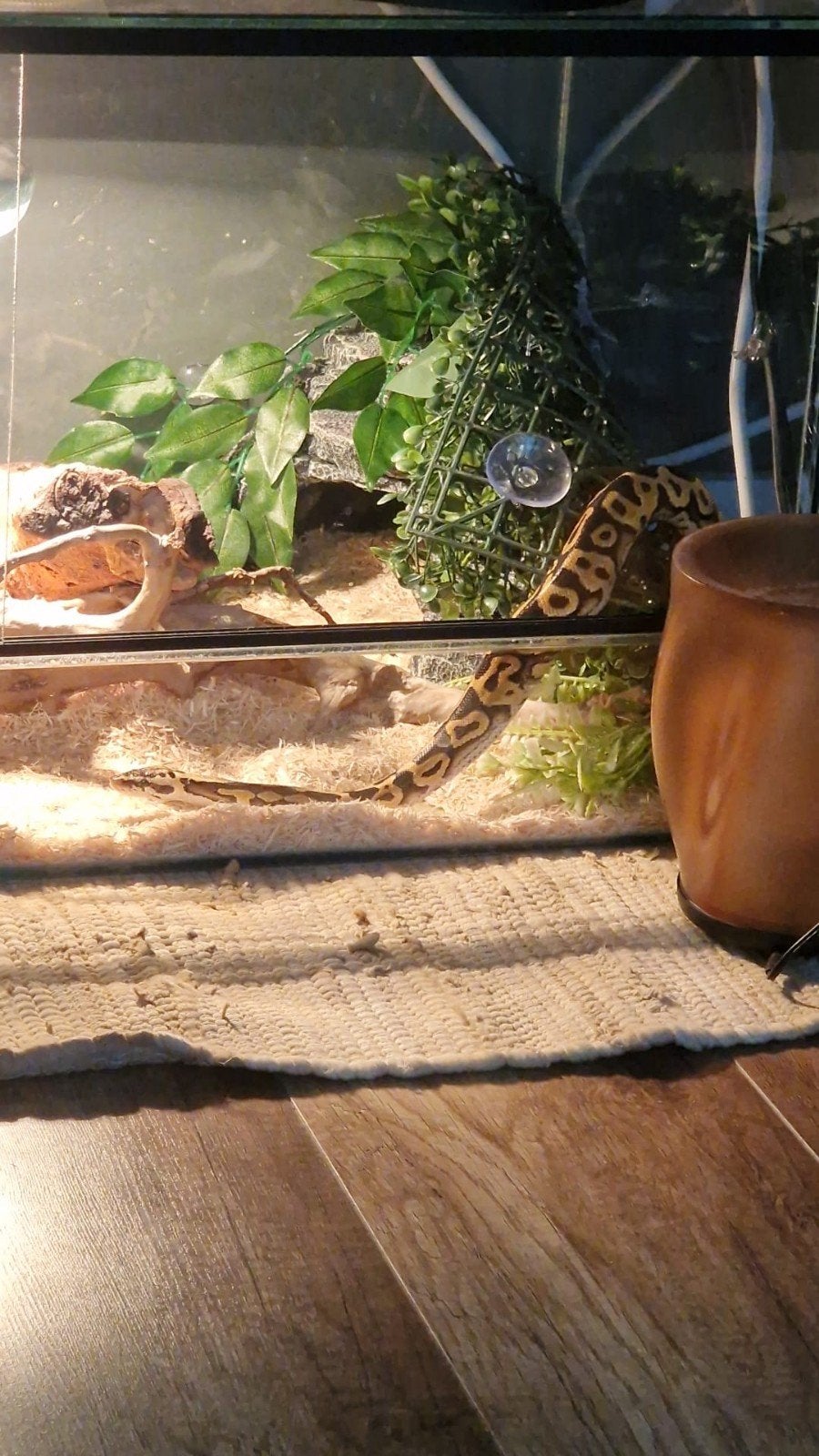 Python slang, Dieren en Toebehoren, Ophalen, Zo goed als nieuw