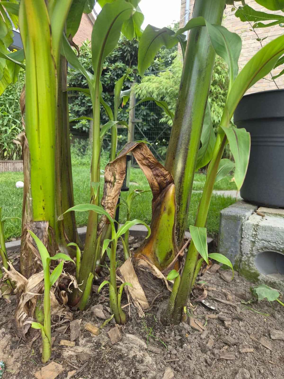 Bananenplant stekjes - Winterhard met bescherming, Volle zon, Vaste plant, Bloeit niet, Ophalen