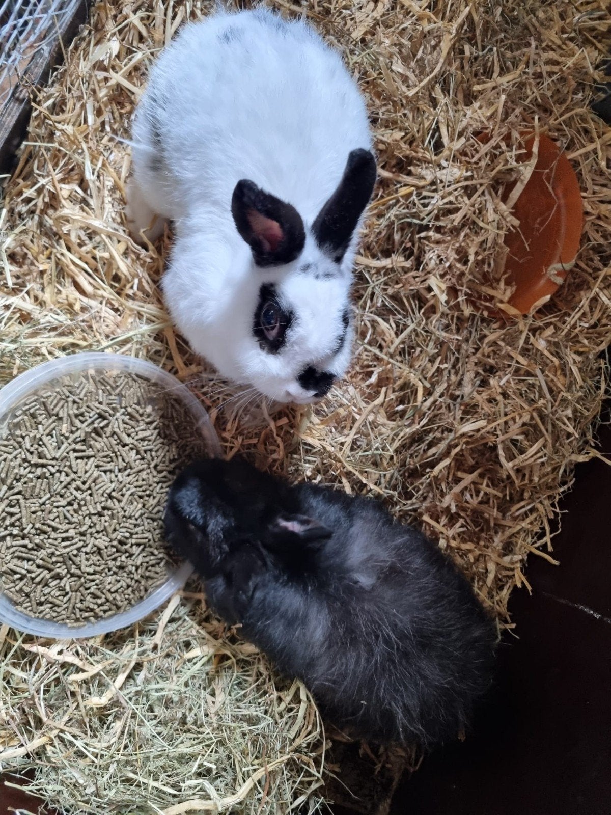 Gratis - 2 lieve vrouwtjes konijnen, Dieren en Toebehoren, Juni, Vrouwelijk, Overige typen, Tam