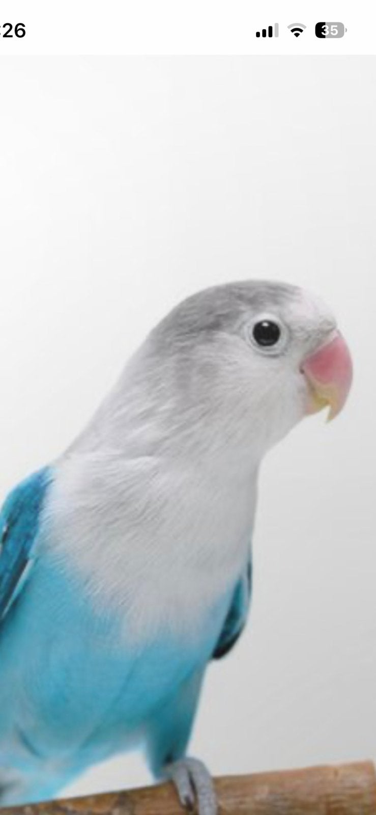 GEZOCHT beweze koppel agapornis fischeri L-blauw en wildkleu, Dieren en Toebehoren, Vogels | Parkieten en Papegaaien, Meerdere dieren