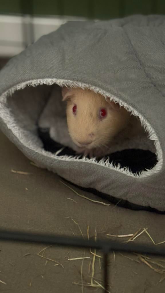 Lieve cavia zoekt een nieuw thuis, Mannelijk, Dwerg