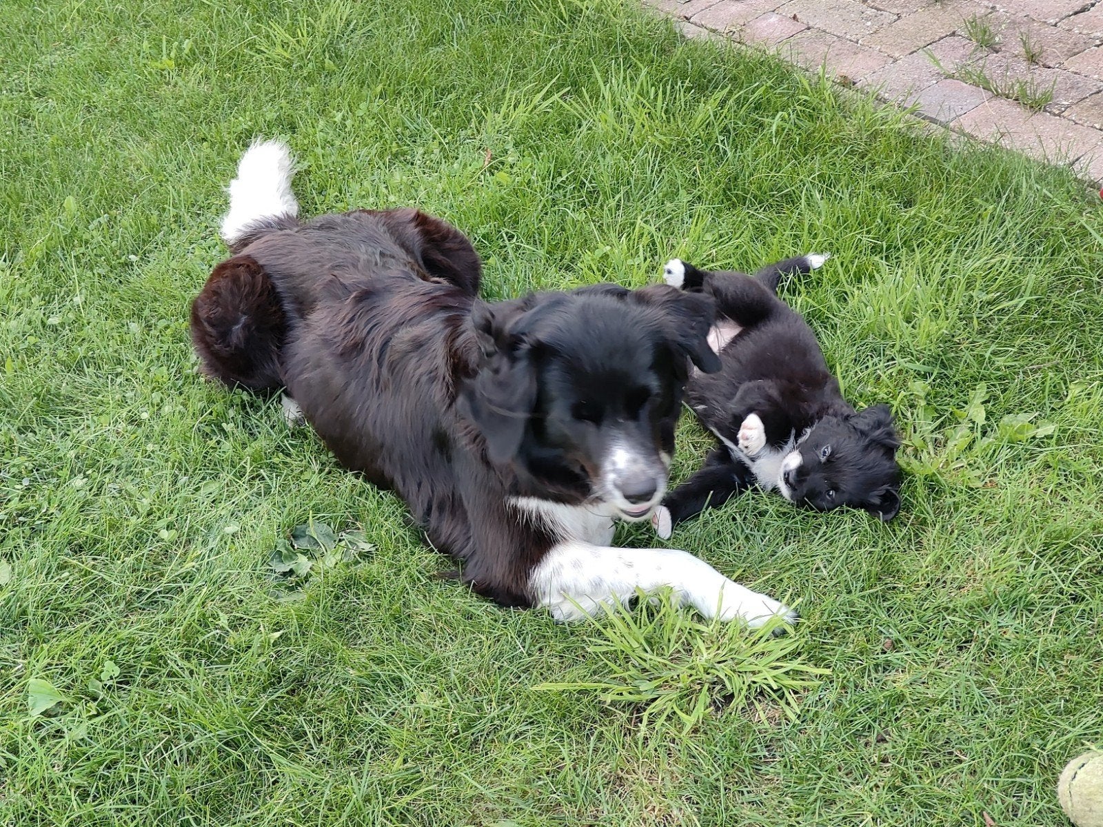 pups kruising bordercollie x australian shepherd, Dieren en Toebehoren, Honden | Niet-rashonden, 8 tot 15 weken, Meerdere, Meerdere dieren