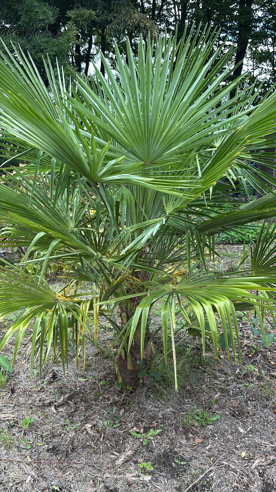 2x palm Trachycarpus Fortunei - 150&200cm hoog, Tuin en Terras, Volle zon, Vaste plant, Bloeit niet, Ophalen