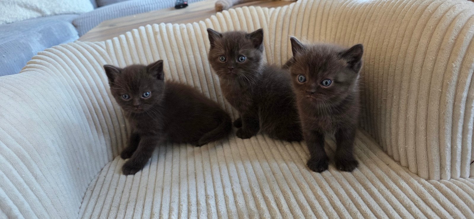 Prachtige britse korthaar kittens, Dieren en Toebehoren, Meerdere dieren, Gechipt, 0 tot 2 jaar