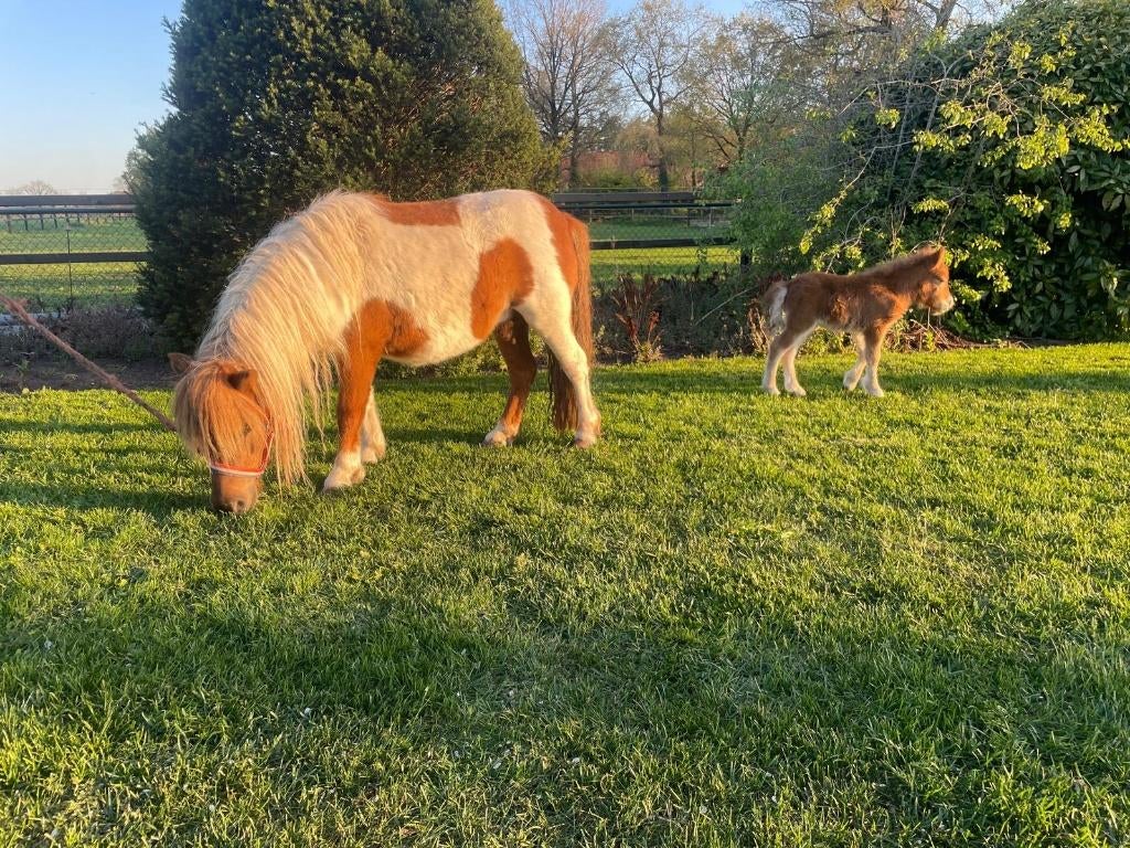 Te koop prachtige mini merrie met veulen !!, Dieren en Toebehoren, Paarden en Pony's | Dekhengsten en Fokmerries, Merrie