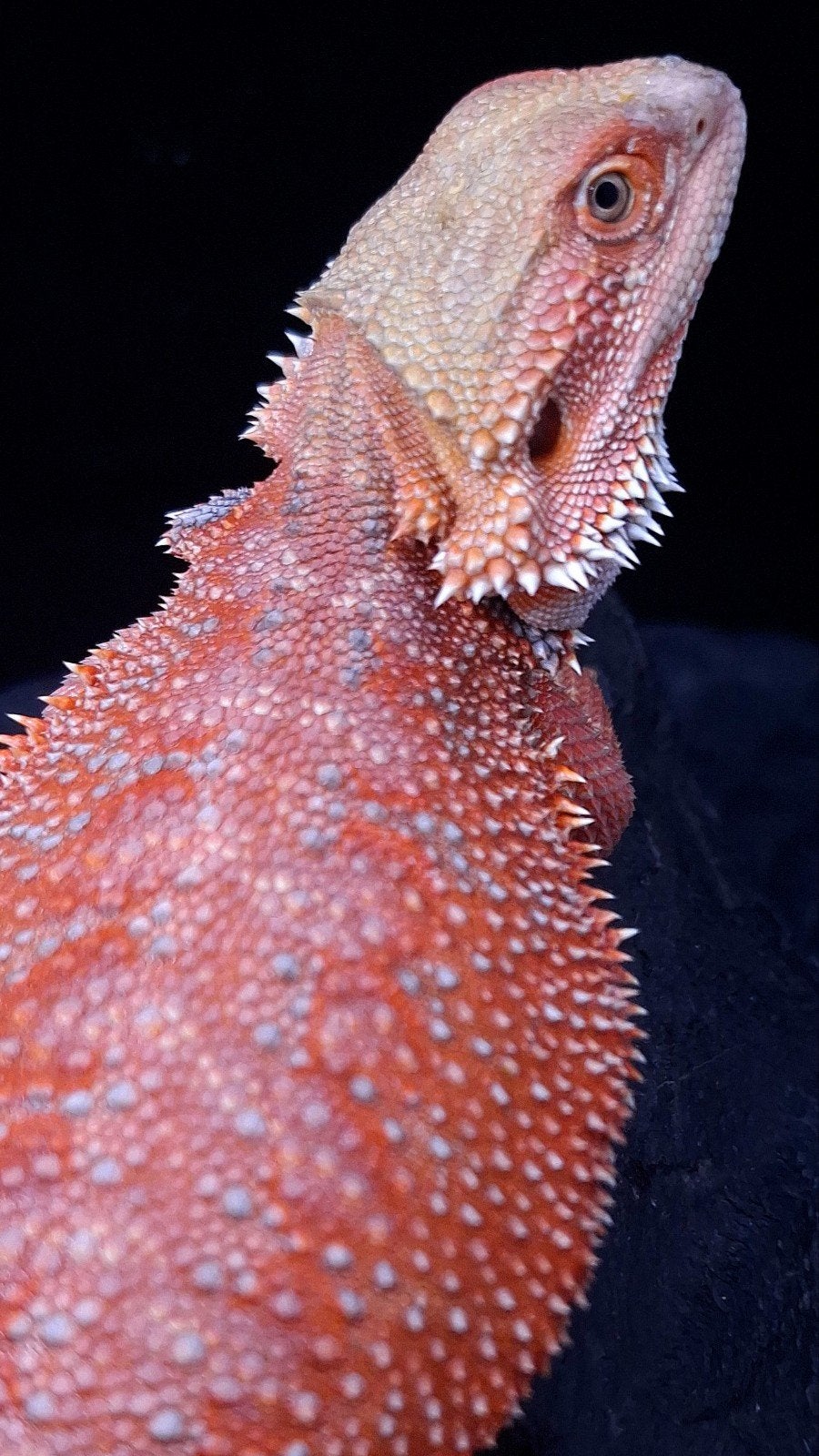 Baardagaam Mannen Red Hypo Blue Bar Bearded Dragon photo 22