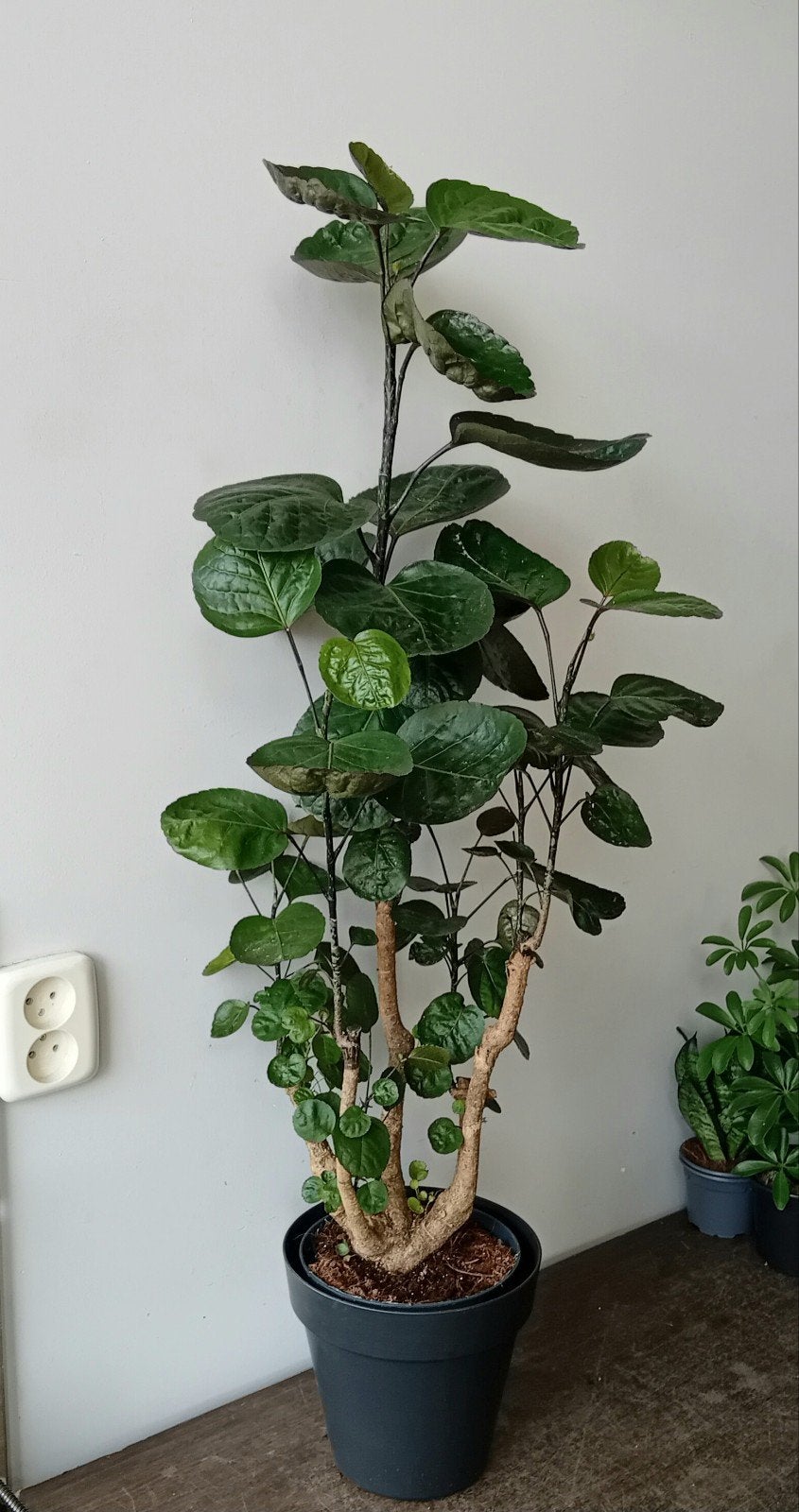 Kamerplant 100cm polyscias boom, Ophalen, Overige soorten, Halfschaduw, In pot
