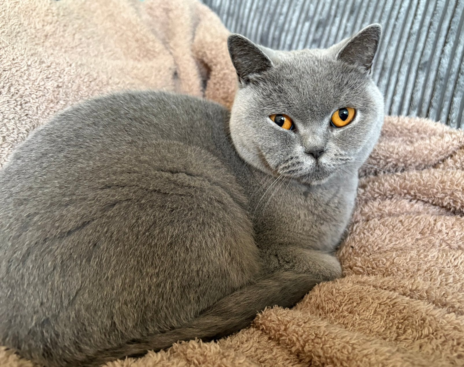 Lieve Brits/britse korthaar poes 2 jaar oud, Poes, Gechipt, 0 tot 2 jaar