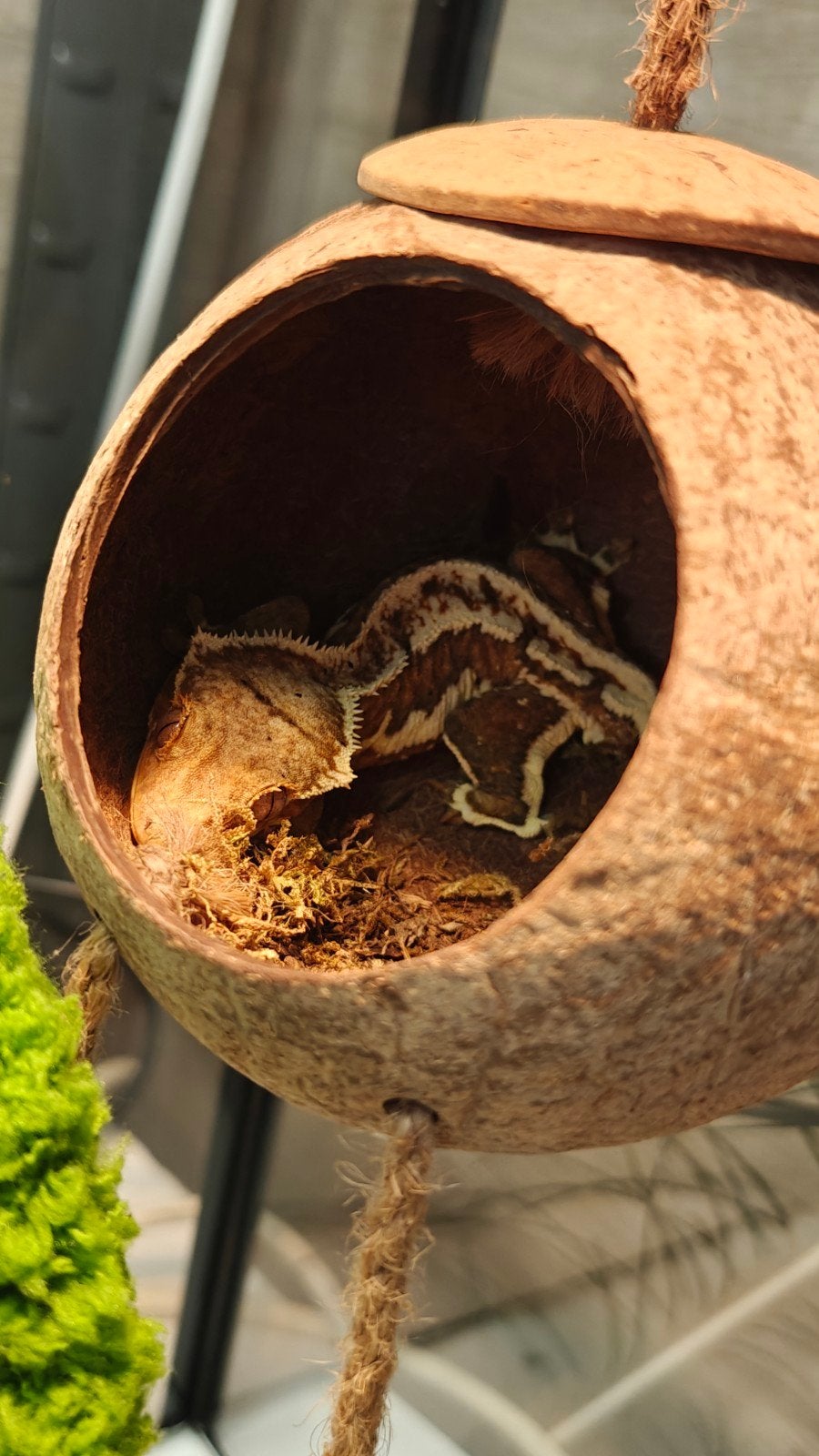 lilly white crested gecko male Crested Gecko photo 2