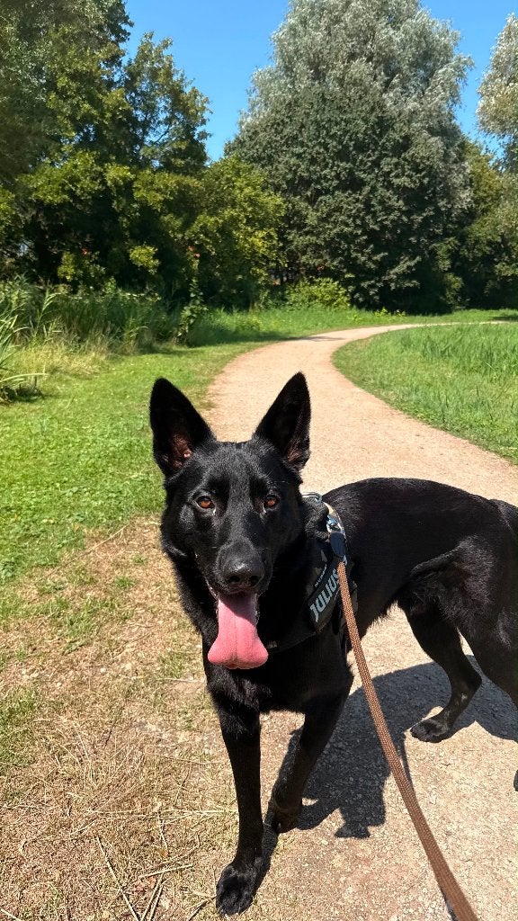 Lieve zwarte herder Rex zoekt een liefdevol thuis, Reu, 1 tot 2 jaar, Eén hond, CDV (hondenziekte)