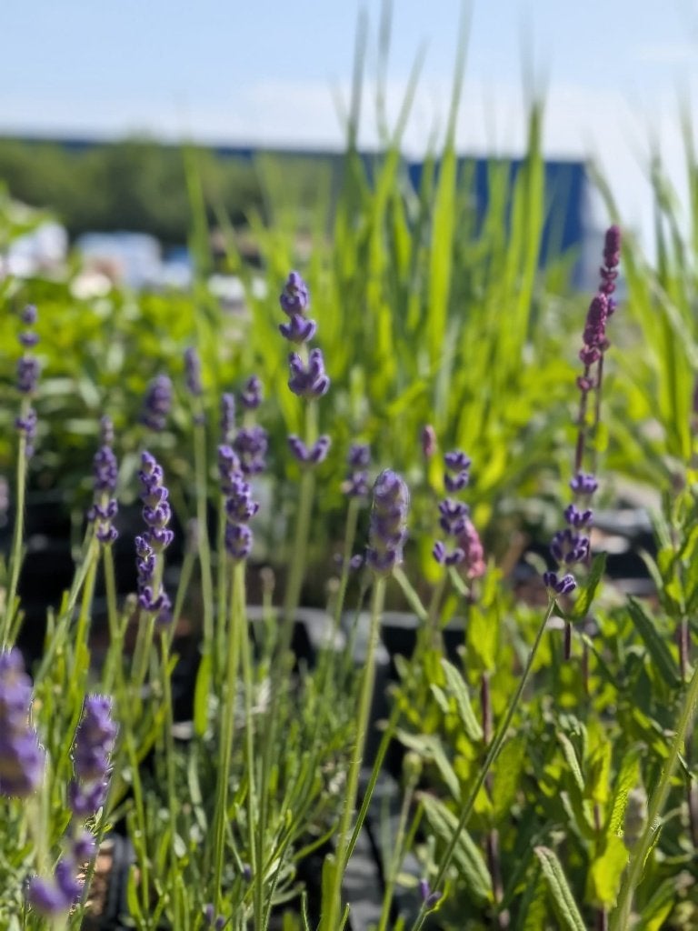 Lavendel hidcote p9, Volle zon, Vaste plant, Zomer, Ophalen