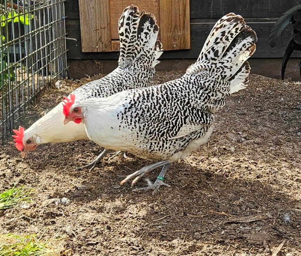 Prachtige zilverpel kippen., Dieren en Toebehoren, Vrouwelijk, Kip
