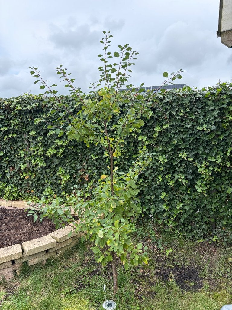 Pruimenboom, Ophalen, Volle zon, Pruimenboom, 100 tot 250 cm
