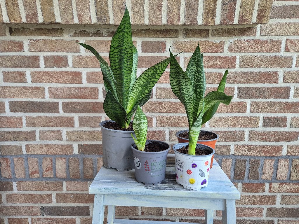 Kamerplant Sansevieria Zeylanica - stekjes, Huis en Inrichting, Kamerplanten, Overige soorten, Minder dan 100 cm, Groene kamerplant