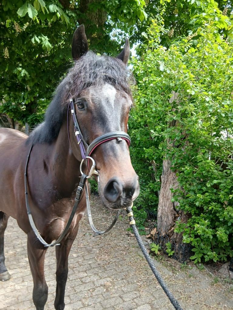 Eventing topper in de dop! 3-jarige ruin, Dieren en Toebehoren, Paarden, Springpaard, Ruin, 3 tot 6 jaar, 165 tot 170 cm