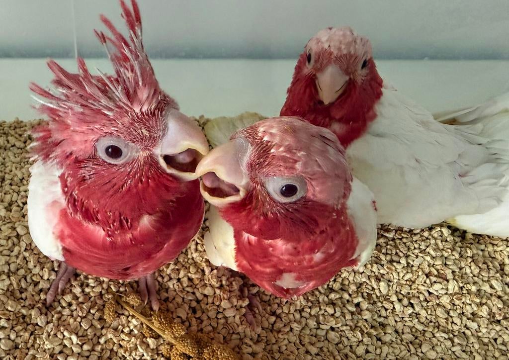 4 jonge handtamme Lutino rosé kaketoes, Dieren en Toebehoren, Vogels | Parkieten en Papegaaien, Meerdere dieren, Papegaai, Geringd