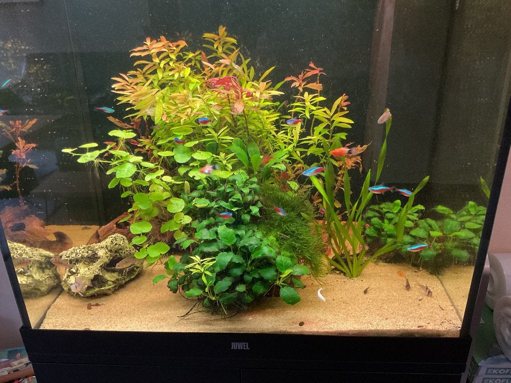 Gezocht volwassen japonica garnalen, Dieren en Toebehoren, Kreeft, Krab of Garnaal, Zoetwatervis