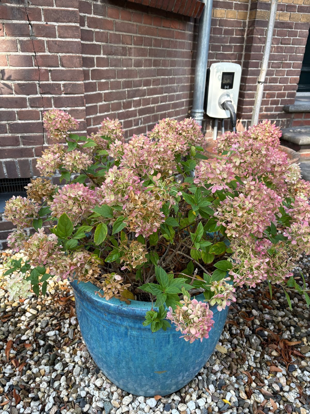 Prachtige blauwe buitenpot met hortensia's, Tuin en Terras, Ophalen, Steen, Gebruikt, Rond