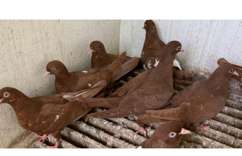 Nederlandse Hoogvliegers Vliegtype, Dieren en Toebehoren, Meerdere dieren, Tuimelaar of Roller