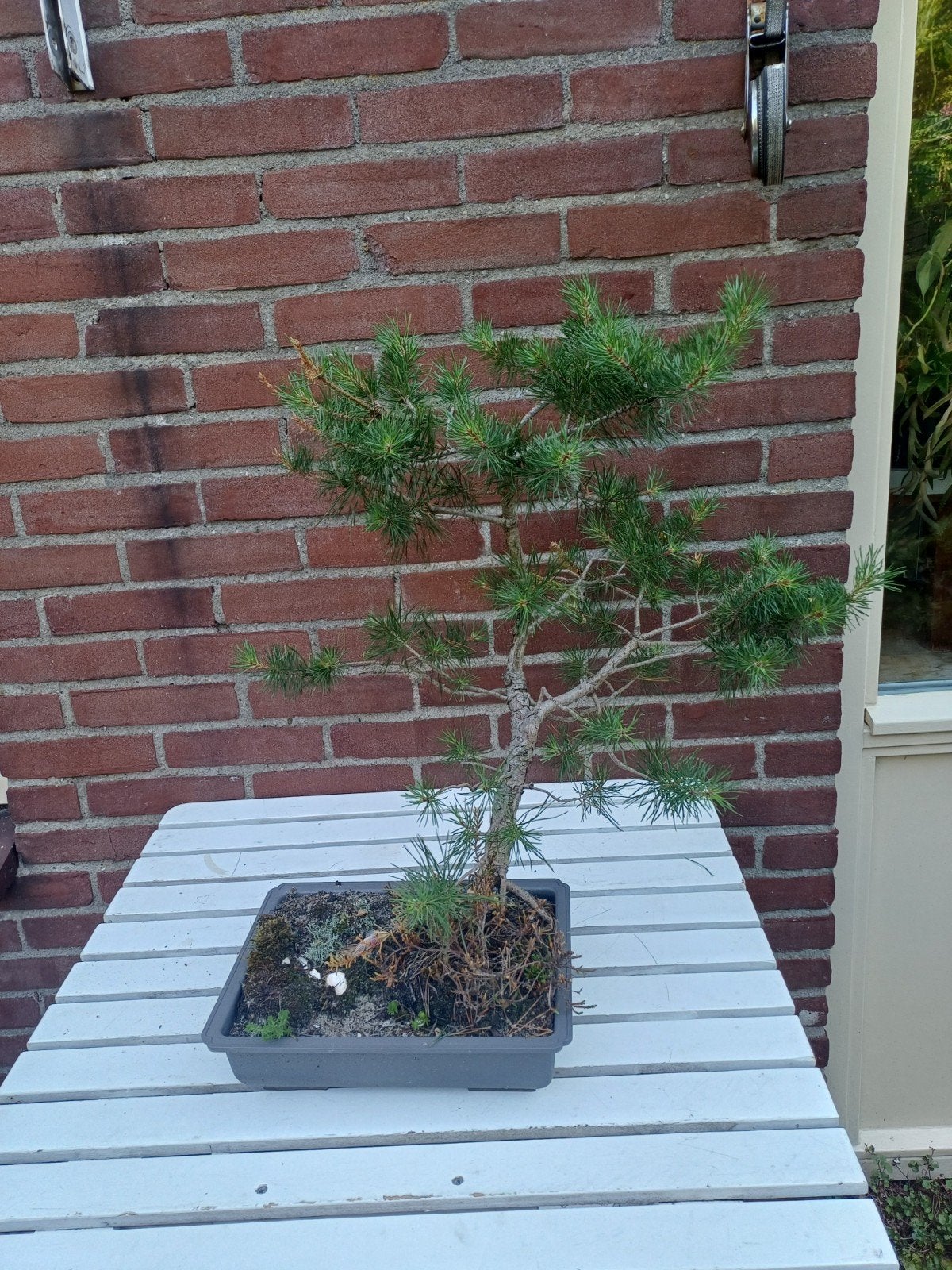 Grove den (Pinus sylvestris) Bonsai, Volle zon, Vaste plant, Bloeit niet, Ophalen