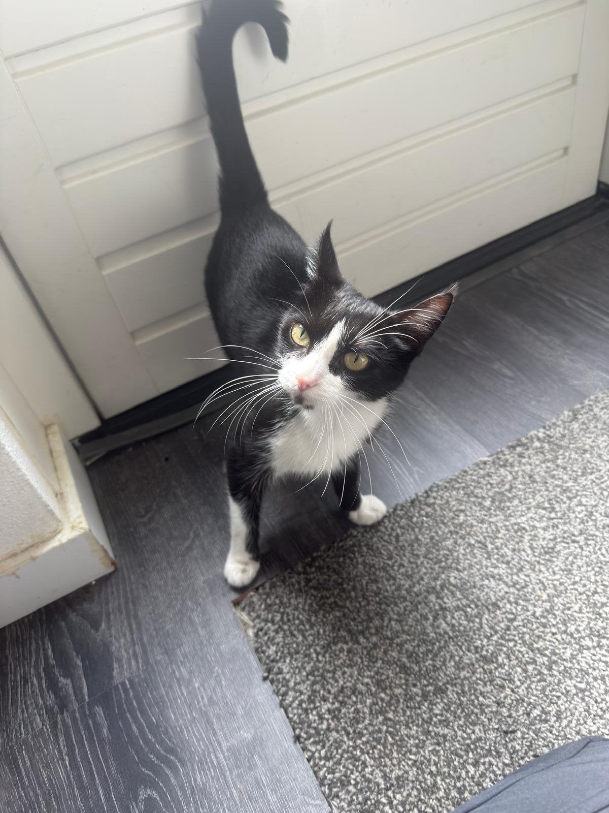 Gratis poes, Poes