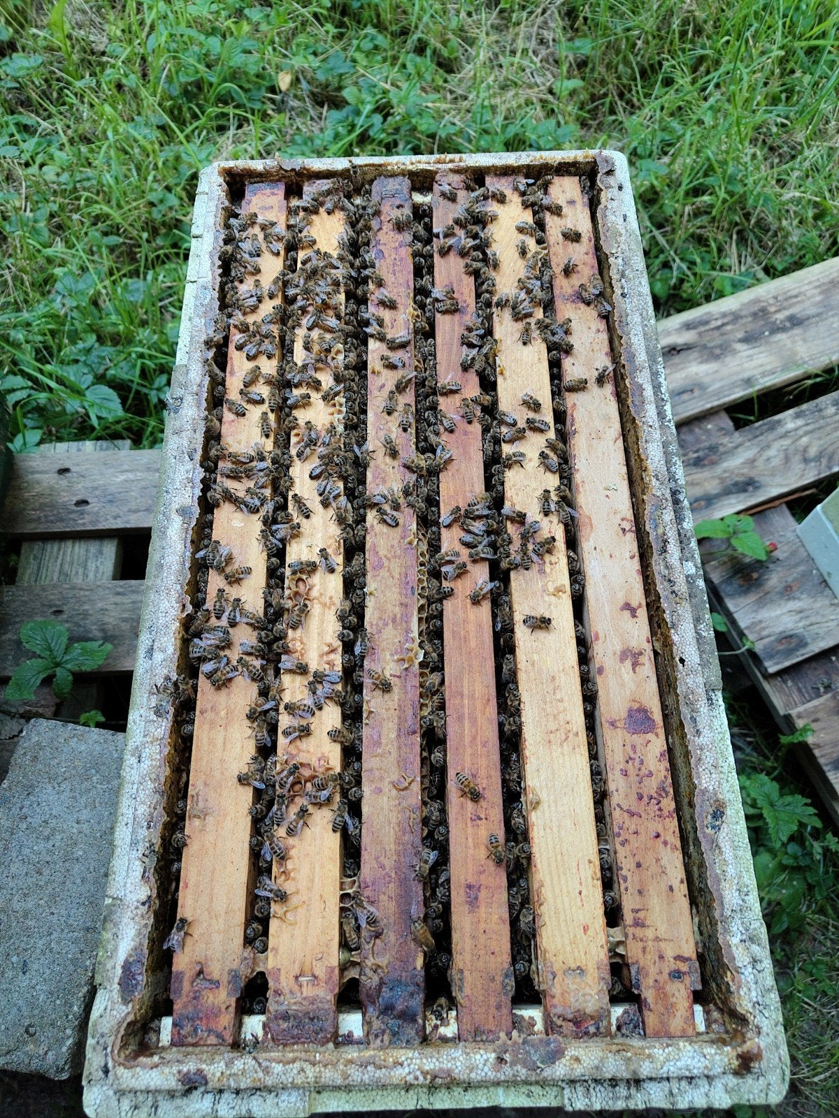 Bijenvolk Dadant US (buckfast), Dieren en Toebehoren, Bijen