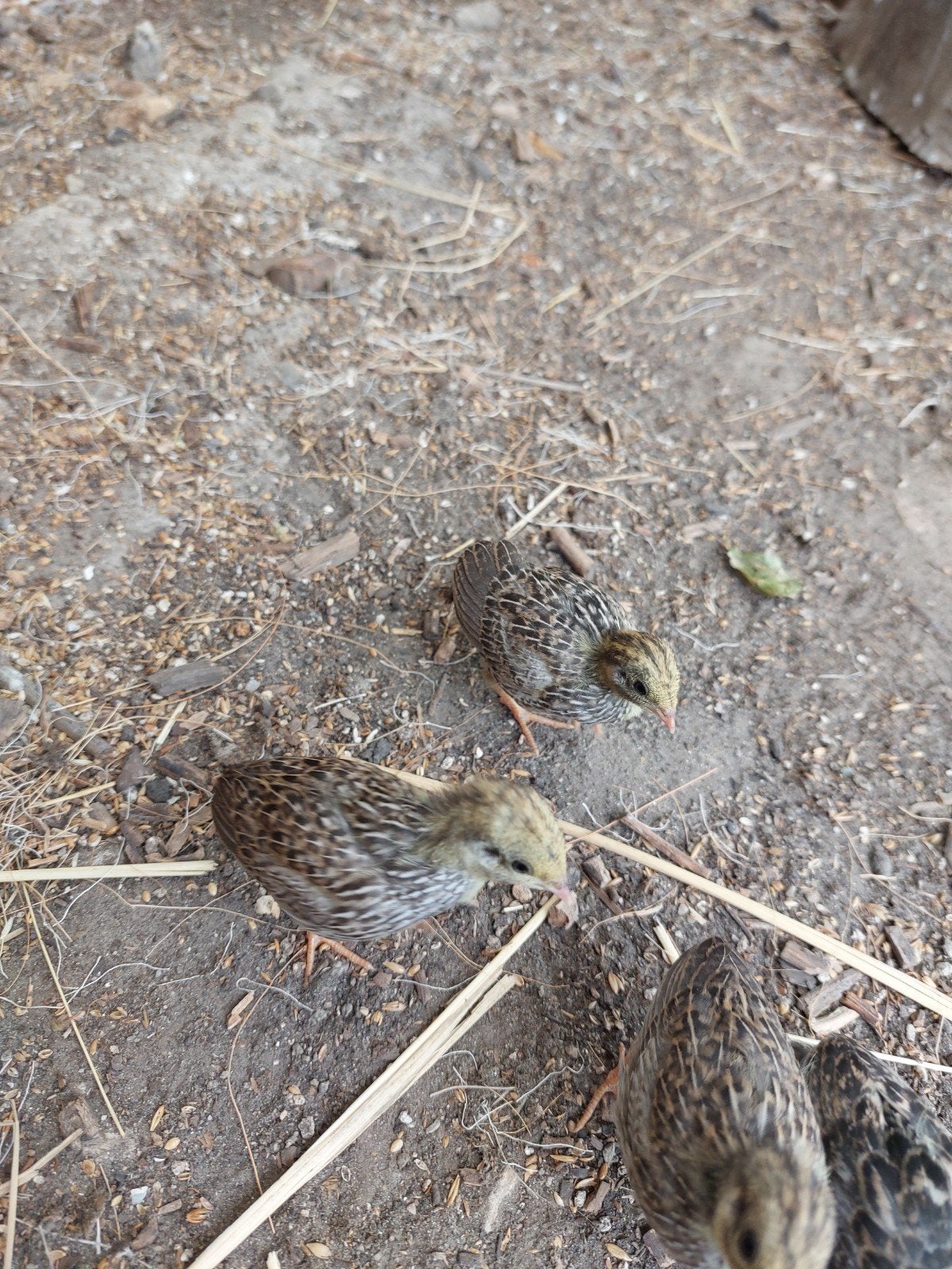Chineese dwerg kwartels mannen gratis, Meerdere dieren, Tropenvogel, Tam