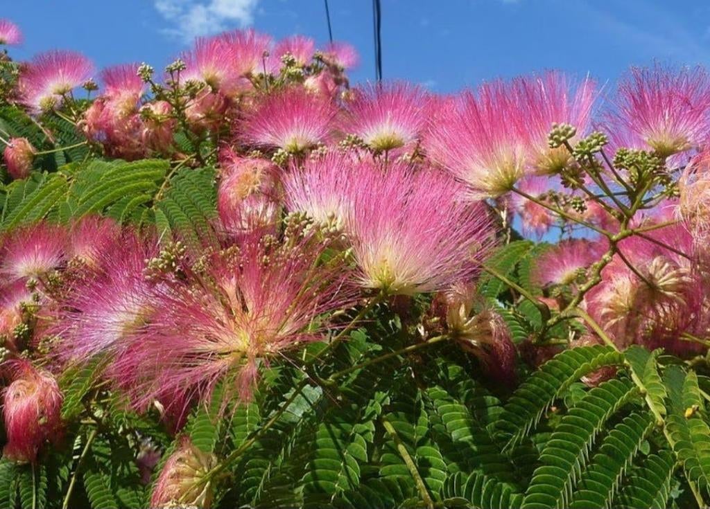 Slaapboom Zaden - Albizia Julibrissin - Perzische Slaapboom, Ophalen, Voorjaar, Volle zon, Zaad
