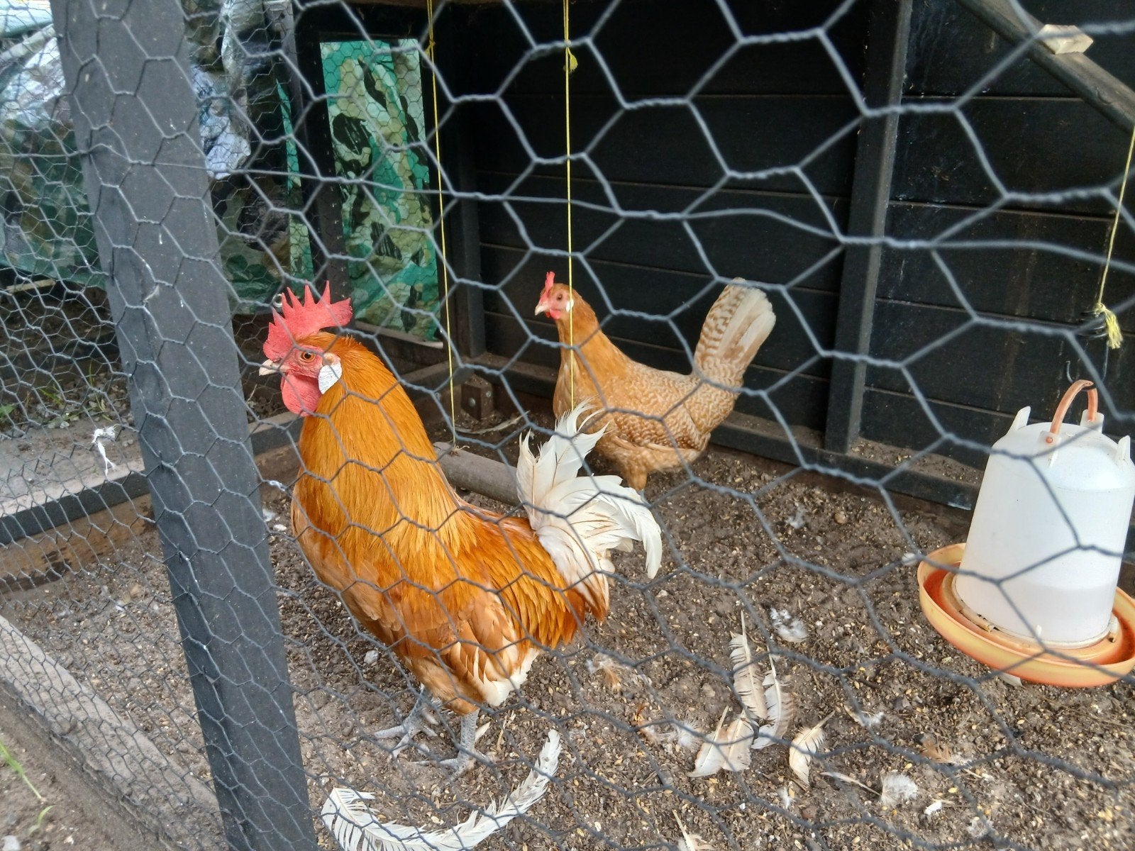 Friese Geelwitpel Trio, Dieren en Toebehoren, Meerdere dieren, Kip