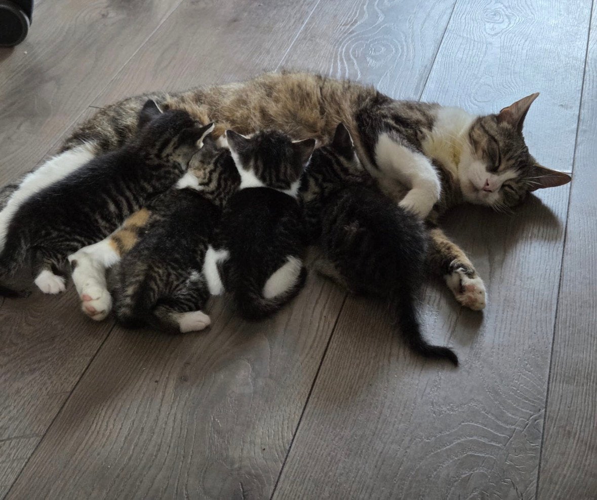 kittens te koop., Dieren en Toebehoren, Katten en Kittens | Raskatten | Korthaar, Meerdere dieren