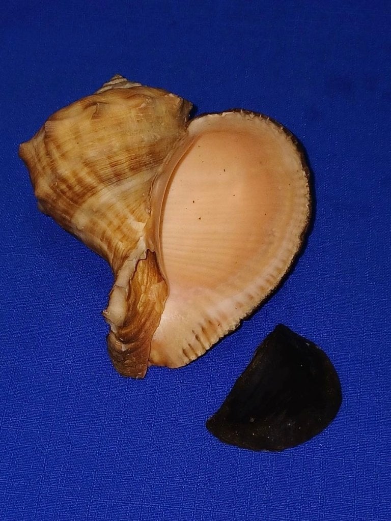 Schelpen, Rapa rapiformis, Ophalen of Verzenden, Schelp(en)