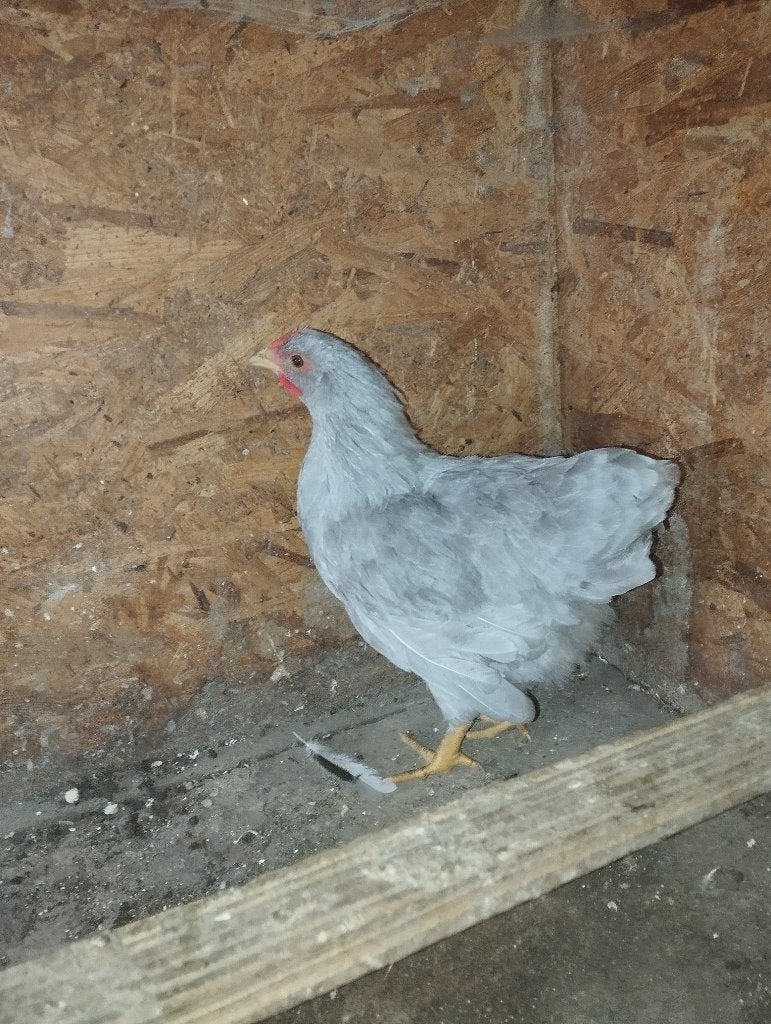 Wyandottekriel haan parelgrijs, Dieren en Toebehoren, Pluimvee, Meerdere dieren, Kip
