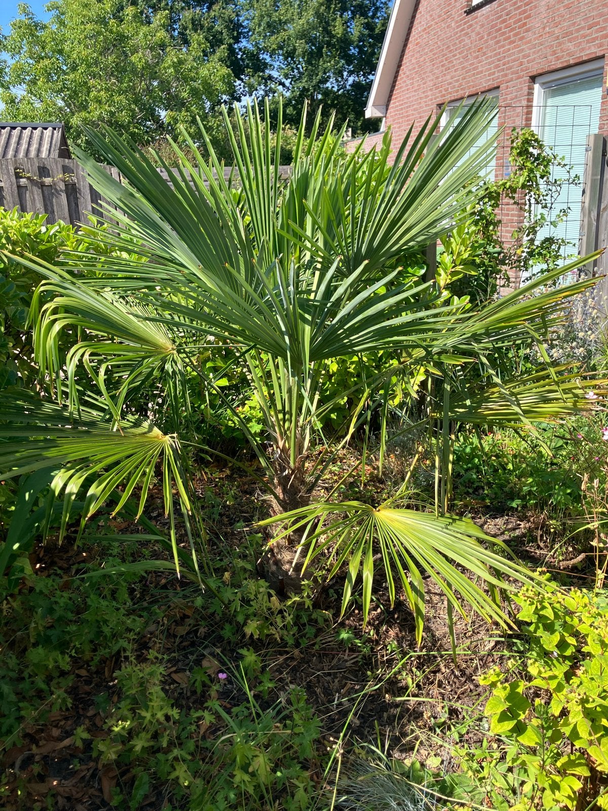 Trachycarpus Fortunei - Winterharde Palmboom, Volle zon, Vaste plant, Bloeit niet, Ophalen