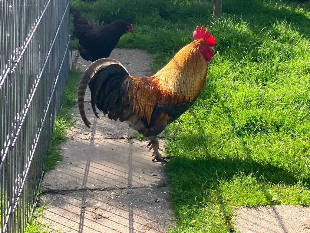 Amrock x Marans Haan., Dieren en Toebehoren, Mannelijk, Kip
